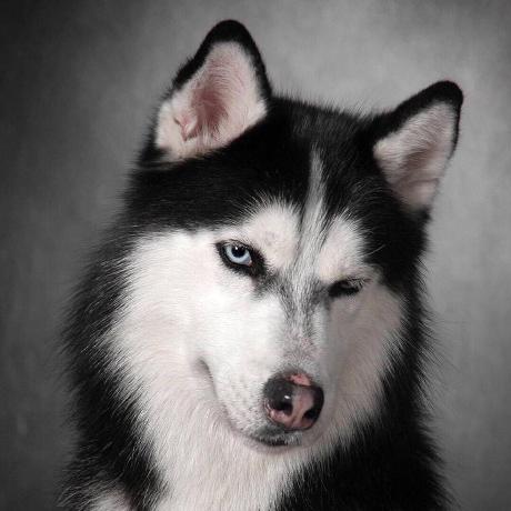 @shishoufengwise1234