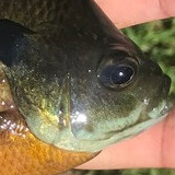 @Funrollercoaster606