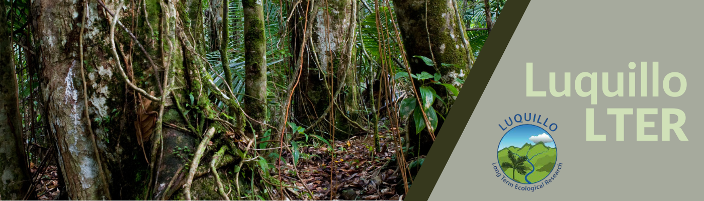 Luquillo LTER